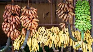 250KG Agricultural Banana Cableway Rollers Trolley For Fast Transport Hardware