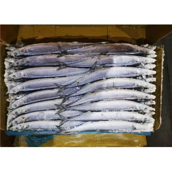High Protein Frozen Pacific Saury