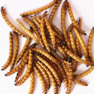 Quality High-Nutrition Freeze Dried Worms with Mealworms for sale