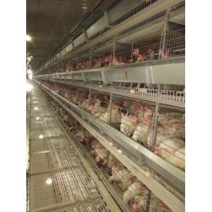 Durable H Type Poultry Breeding Cages Good Ventilation And Lighting