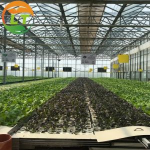 Quick Construction Vegetables Growing Greenhouse with Complete Multi Span Design