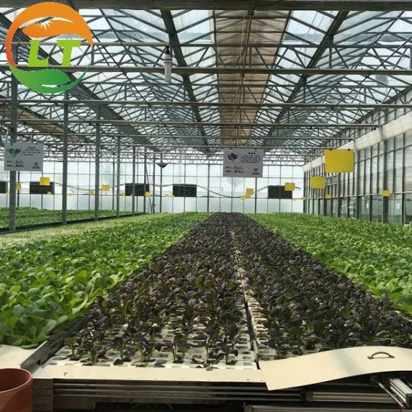 Buy 50m Length Glass Greenhouse for Sightseeing Stable Structure and Customizable at wholesale prices