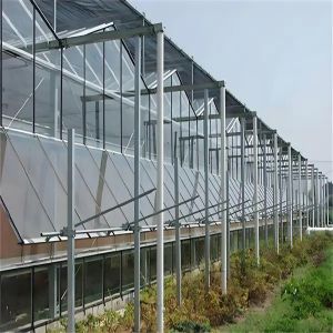 Custom - designed Venlo Multi - Span Glass Greenhouse for Strawberry Cultivation