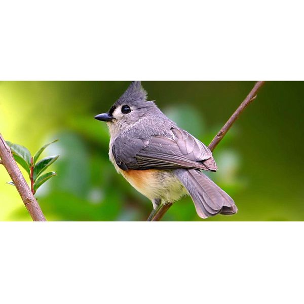 Optical Glass Black Anamorphic Camera Lens 2X Macro Lens For Photography