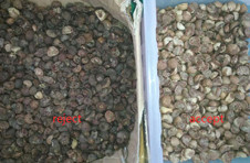 2 Chutes Areca Nut Sorting Machine , WIFI remote control nut processing machine