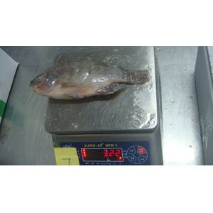 Frozen Tilapia Whole Round Size 300-500
