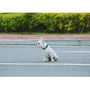 No Pull Cactus Print Dog Collar Harness