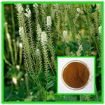 100% natural high quality 2.5% high quality black cohosh extract(triterpene