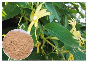 China Anti Inflammatory Honeysuckle Flower Extract , 5% Chlorogenic Acid Lonicera Japonica Extract on sale