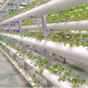 Large-Scale Farming Greenhouse Hydroponic System featuring Temporary Heating