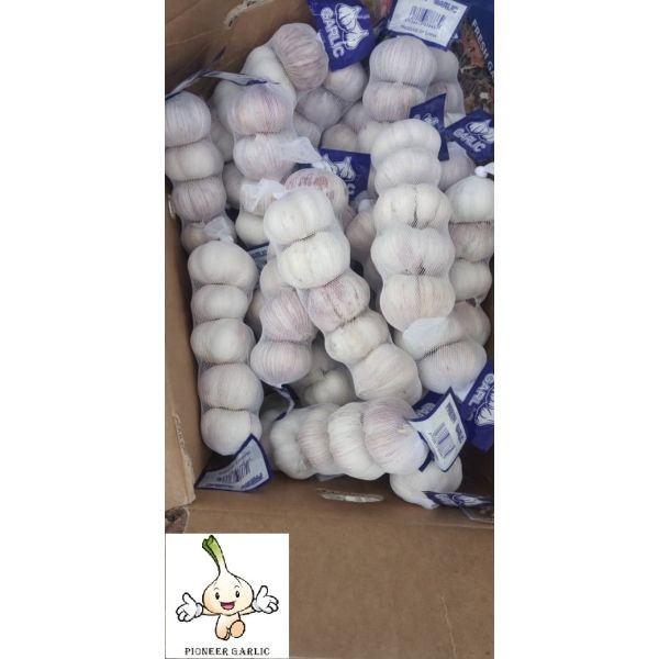 Buy Normal white Garlic to Senegal at wholesale prices