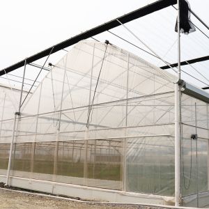 Multi-span Plastic UV Resistant Film Tunnel Agricultural Blueberry Greenhouse