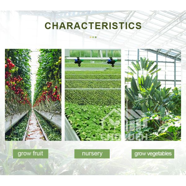 Hot Galvanzied Steel Pipe Agricultural Venlo Glasshouse Turnkey Project