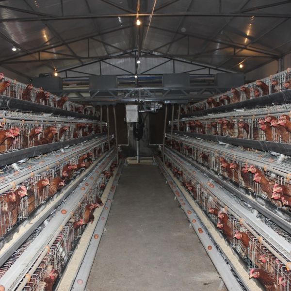 Buy A Type Layer Chicken Battery Cage In Poultry Farm 3 Tiers 4 Tiers at wholesale prices