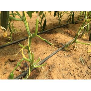 Long-lasting Garden Twine 12 Months Life 2500ft/lbs