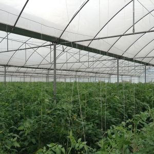 Strong Structure Heavy Duty Plastic Greenhouse / Plastic Tomato Greenhouse