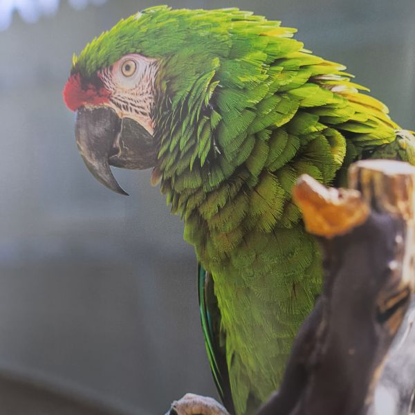 Pittsburgh Visions Professional Coffee Table Book Printing With Gloss Jacket And 3mm Greyboard With 140 Gsm Gloss Paper