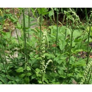 Improve Female Climacteric Syndrome Black Cohosh Extract -- Cimicifuga romose (L