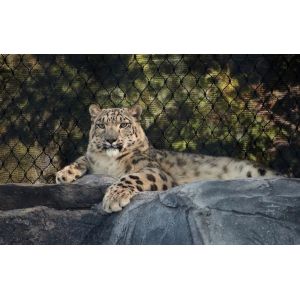 stainless steel wire rope mesh tiger fencing