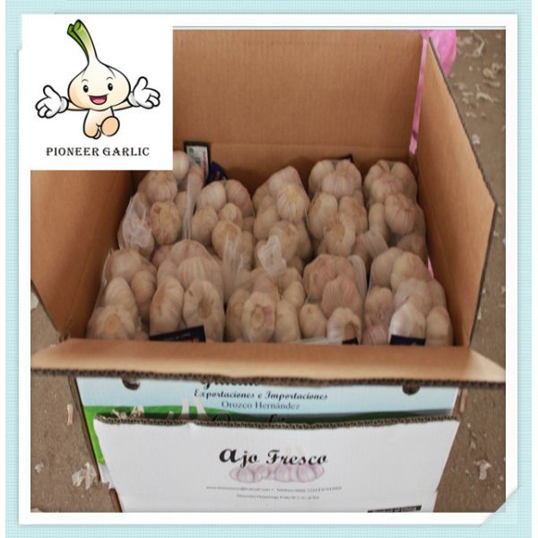Buy Fresh White Garlic Natural White Fresh Garlic For Sale at wholesale prices