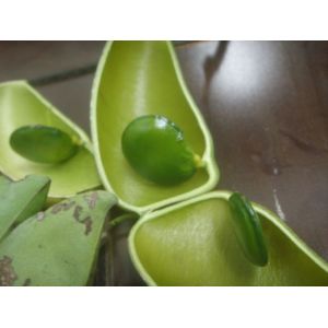 Quality Top Quality 5-HTP 98% Griffonia Extract --Griffonia Simplicifolia. for sale