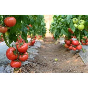 Shine Tech Greenhouse Turnkey Solution For Agricultural Tomato Hydroponics