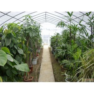 Steel Structure Multi-Span Hydroponic Greenhouse System for Sustainable
