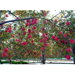 apple juice concentrate /New Season Brix 70% concentrate apple juice