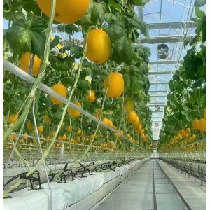 China Hydroponics Cultivation Method PC Sheet Garden Flower Sunlight Greenhouse for Canada Area on sale