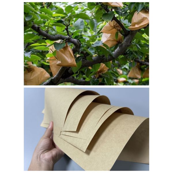 50gr 55gr Recycled Fruit Bags Paper Roll To Protect the Fruit 800mm 900mm 
