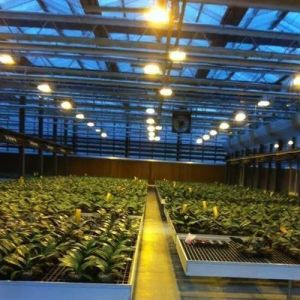 China Controlled Environment Illuminated Planting Greenhouse with Glass Cover and Illumination on sale