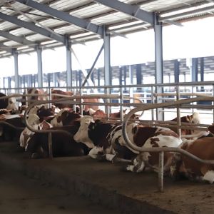 Dairy Agricultural Steel Framed Building Easy Install Prefabricated Light Steel
