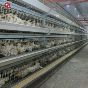 Coop Broiler Battery Chicken Cage Automatic Poultry Farm H Type 3 Tiers 4 Tiers