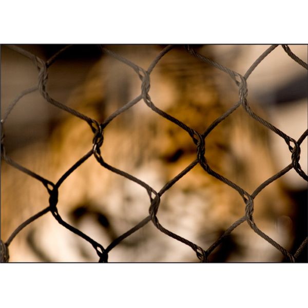 Ferruled Type 5.0mm Wire Rope Mesh Netting AISI316 25mmX25mm