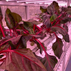 LED Light Indoor Hydroponic Farm Container with Climate Control