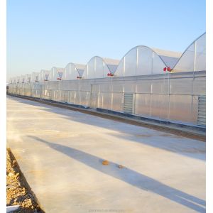 8m Span Width Multi Span Agricultural Commercial Tomato Greenhouse with Cooling