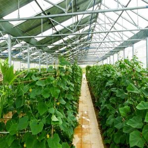 Galvanized Anodized Solar PV Greenhouse With Shading System