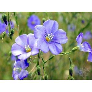 Quality Top Quality SDG 10%-60% Linseed Extract --Linum usitatissimum L. for sale