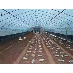 Sides Ventilation Plastic Tomato Greenhouse Resists Corrosion