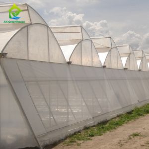 Hot Galvanized Steel Structure Plastic Film Greenhouses Multi Span Agricultural