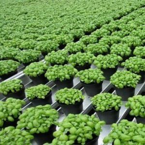 Highly Multi-Span Vertical Farming Container Greenhouse with Substrate Culture