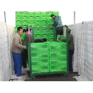 Agricultural Plastic Collapsible Storage Crate Customized 600*400 Mm
