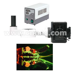 Parallel Gem Stereo Optical Microscope Transmitted Light Microscopes Rohs A23