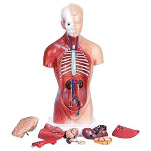 42cm 4D Human Anatomy Model For Medical Teaching