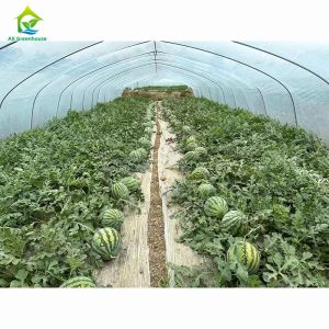 Pipe Framed Poly Tunnel Greenhouse Strong Wind Resistance