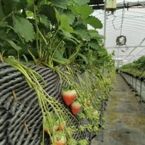 Multi Span Greenhouse Hydroponic Vegetable Growing System for Steel Structure 20