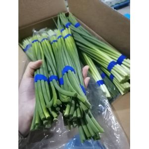 HACCP Fresh Garlic Bolt