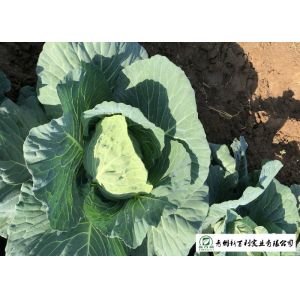Quality Healthy Chinese Flat Cabbage , Early Round Dutch Cabbage Natural Green for sale