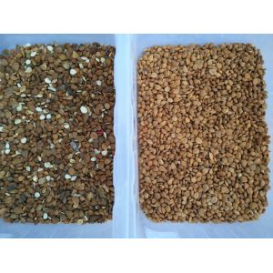 Coffee Bean Nuts Color Sorter AI CCD Separator Soybean Rice Sorting Machine