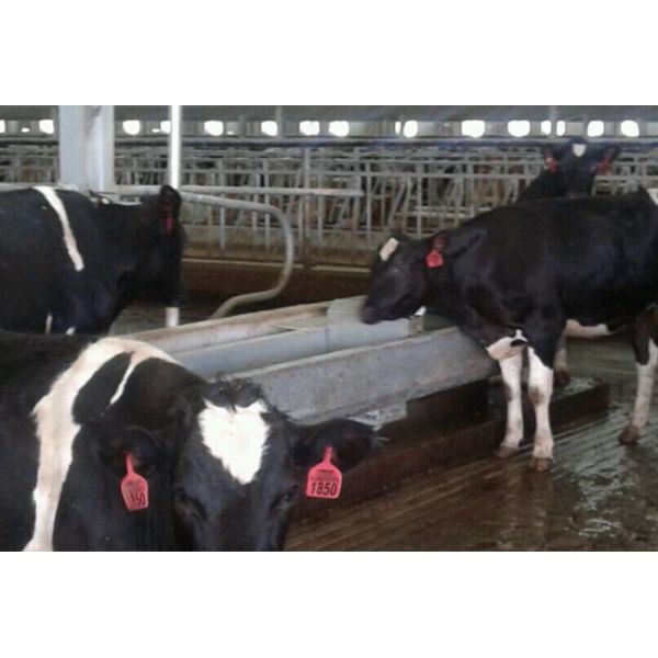 Buy Farm Drinking Feeding 8m Stainless Steel Cattle Trough at wholesale prices